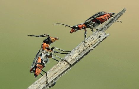 芒果dx视频1234永久